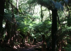130329 St Columba Falls Walk Med