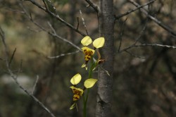 Tiger Orchid at Woolshed Falls Med