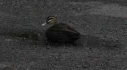 20150724 Duck in Puddle Med
