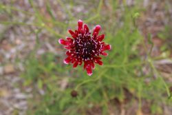 20161118-red-flower-at-nurragi-med