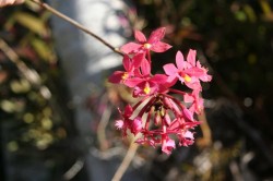 Pink Orchid at Iluka