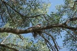Tawny Frogmouth at Frasers Reef