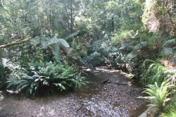 130311 Creek in Rainforest on walk to Hogarth Falls