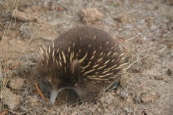 130318 Echidna at Mt Field NP Med