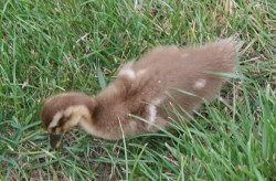 20160226 Duckling at Huonville Med